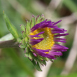 Foto der Jungpflanze Aster alpinus